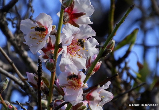 26-01-22-tijarafe-mandelbluete-001