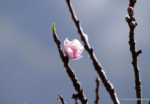 26-01-22-tijarafe-mandelbluete-002