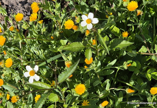 26-01-22-tijarafe-orangen-blueten-012