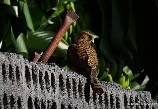 26-01-23-tazacorte-falke-001