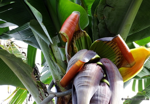 26-01-23-tazacorte-009