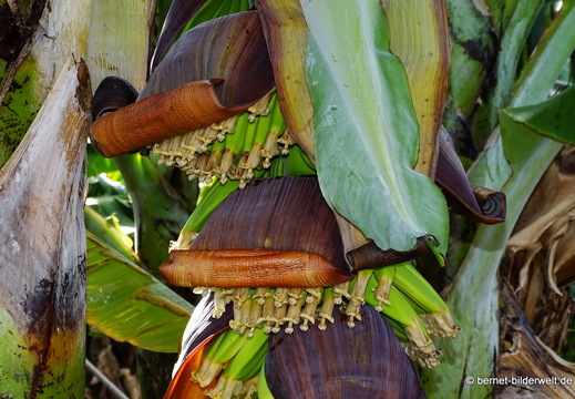 26-01-23-tazacorte-014