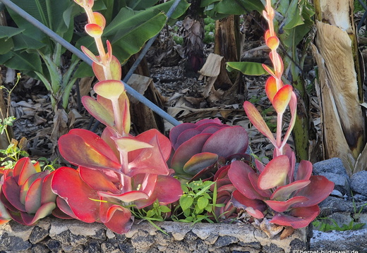 26-01-25-taczacorte-008