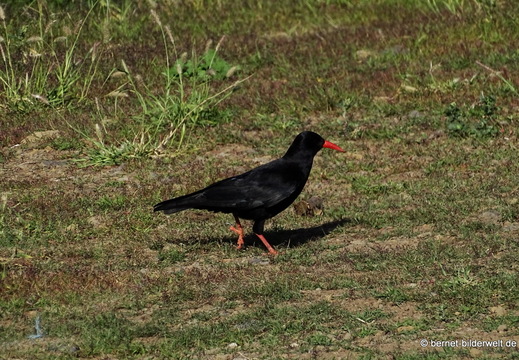 26-01-25-tazacorte-alpenkraehe-013