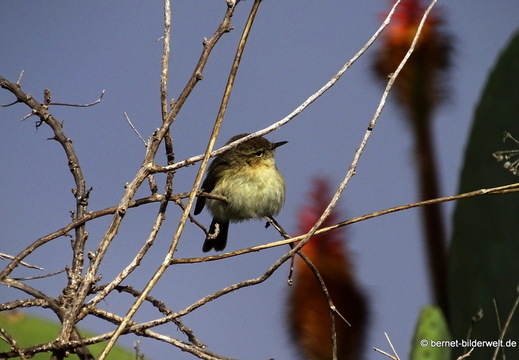 26-01-26-el jesus-el pinar-001