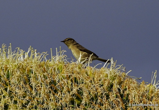 26-01-26-el jesus-el pinar-003