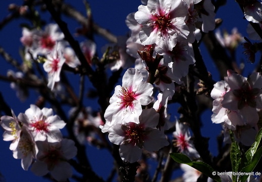 26-01-26-el jesus-el pinar-mandelbluete-006