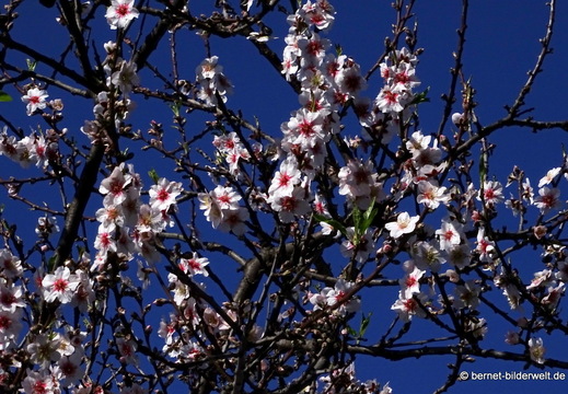 26-01-26-el jesus-el pinar-mandelbluete-005