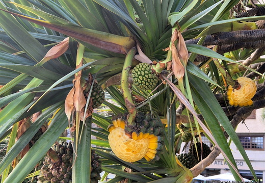 26-02-02-santa cruz-schraubenbaum-