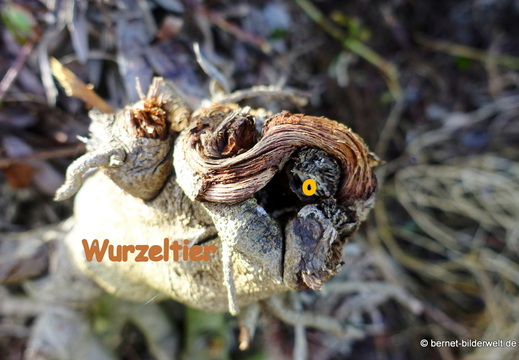 26-02-04-barlovento-050