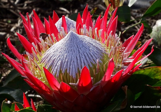 26-02-04-barlovento-protea-006