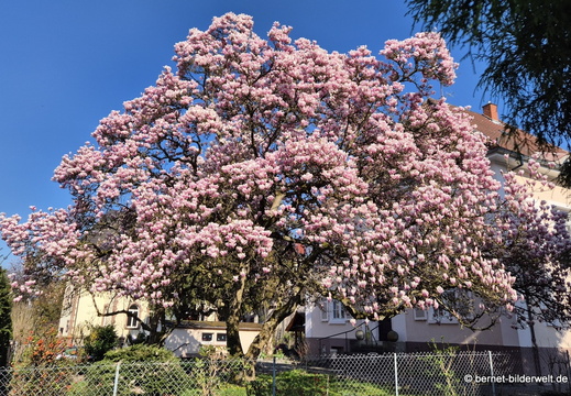 26-03-19-fruehlingsbaeume-magnolie-