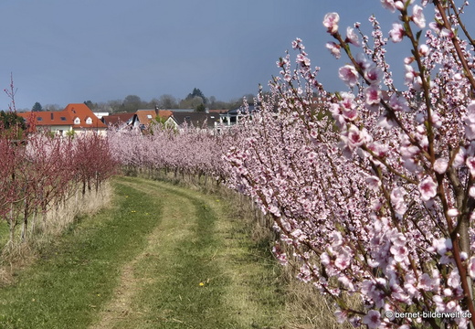 26-03-22-fruehlingsbaeume-003