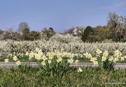 26-03-23-fruehling-006