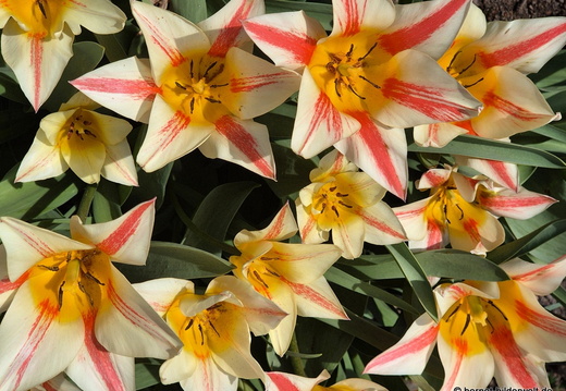 26-03-24-fruehling-tulpen-