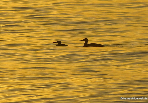 13-11-24-kumyali-loeffler-sonnenaufgang-meer-046