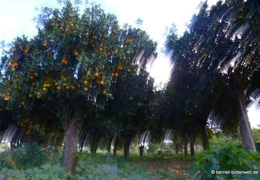 13-11-19-dipkarpaz-126