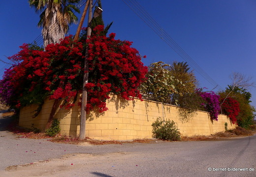13-11-19-dipkarpaz-167