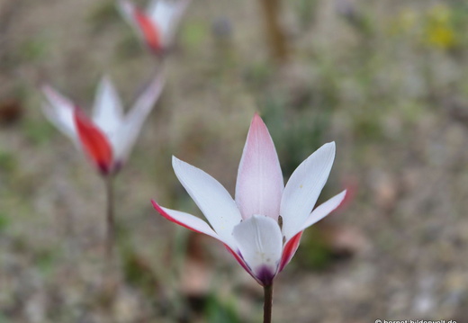 26-04-05-tulps-003