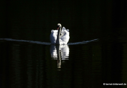 26-04-08-koenigswaldsee-schwan-029
