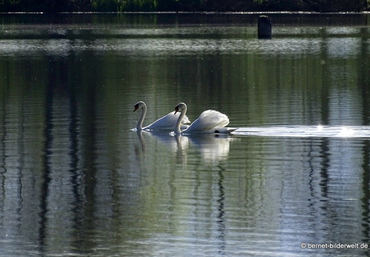 26-04-08-koenigswaldsee-schwan-004