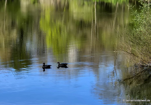 26-04-08-koenigswaldsee-078