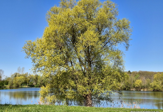 26-04-08-koenigswaldsee-097