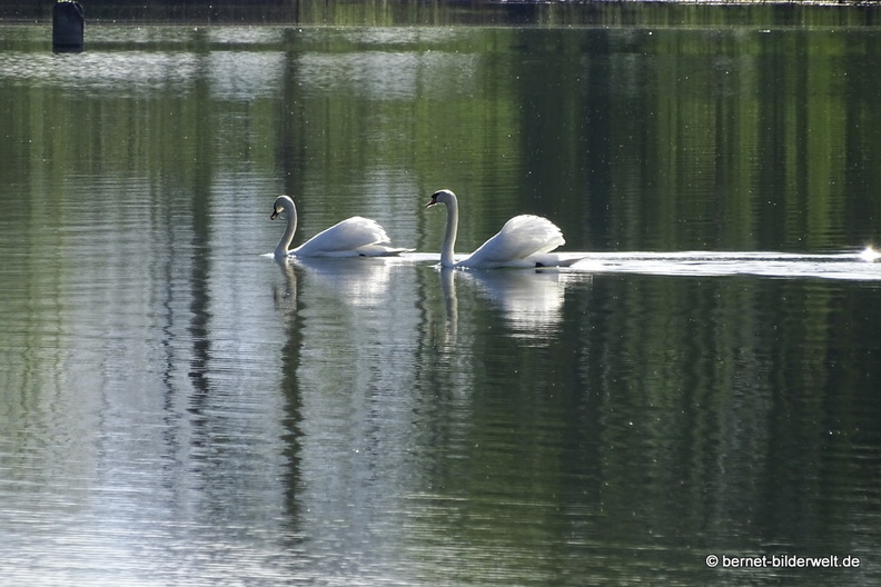 26-04-08-koenigswaldsee-schwan-003.JPG