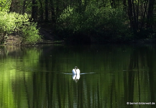 26-04-08-koenigswaldsee-schwan-022