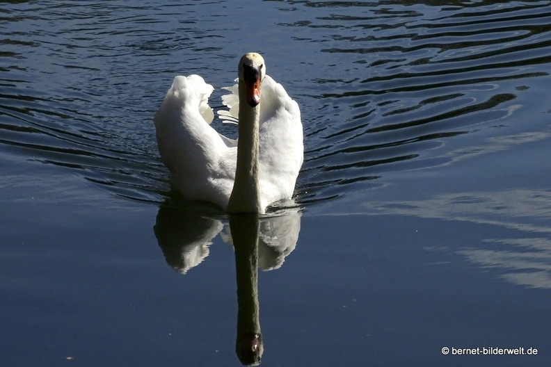 26-04-08-koenigswaldsee-schwan-036.JPG