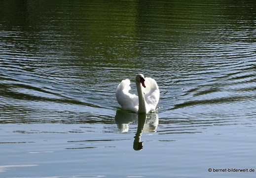 26-04-08-koenigswaldsee-schwan-047