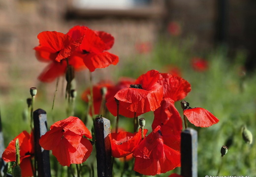 26-05-08-weingartenstrasse-mohn-005