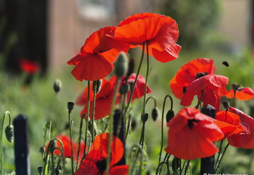 26-05-08-weingartenstrasse-mohn-004
