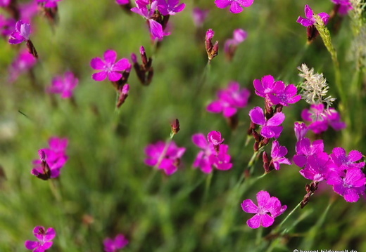 26-05-10-kinzig-deich-flora-001