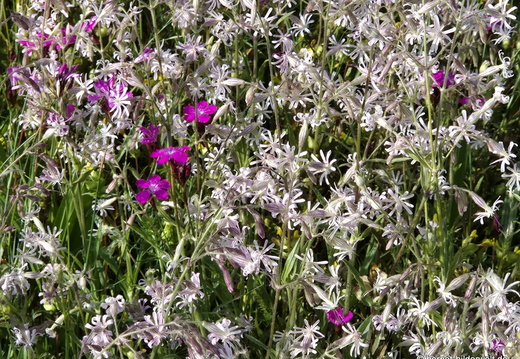 26-05-10-kinzig-deich-flora-007