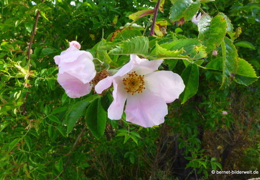 26-05-10-kinzig-deich-flora-009
