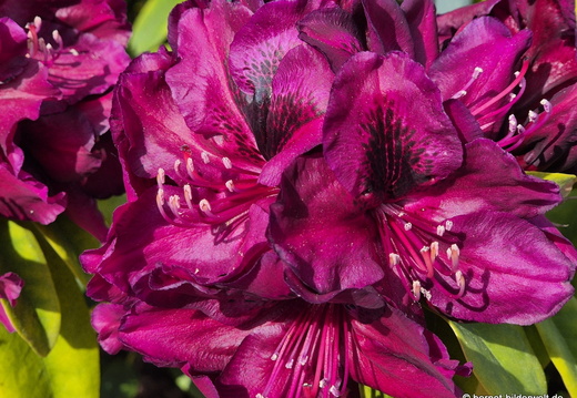26-05-10-schwarzwaldstrasse-rhododendron-003