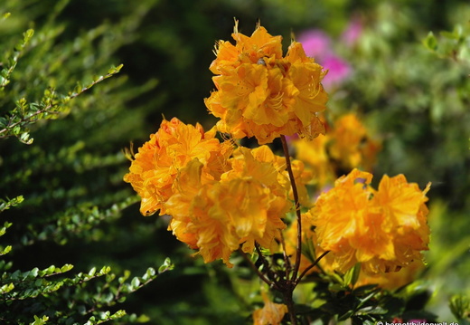 26-05-10-schwarzwaldstrasse-rhododendron-006