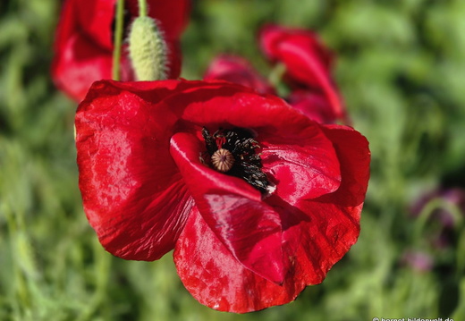 26-05-15-weingartenstrasse-mohn-002