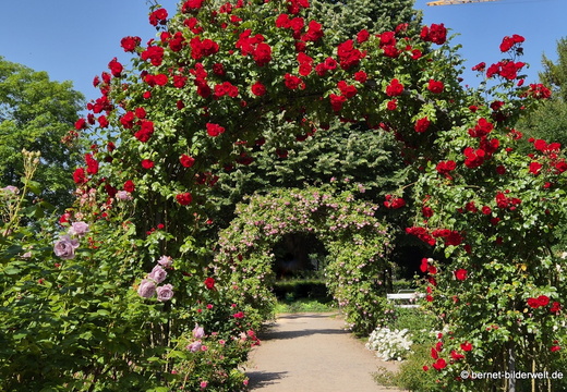 26-05-25-rosengarten-001