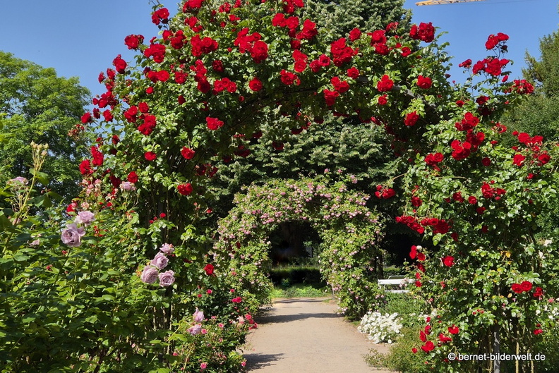 26-05-25-rosengarten-001.jpg