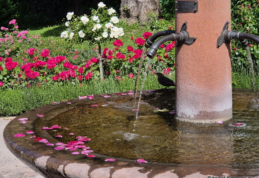 26-05-25-rosengarten-004