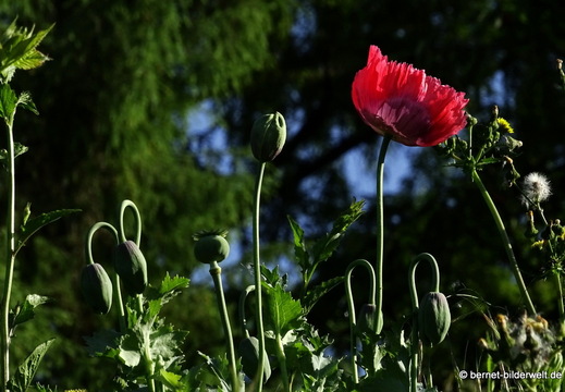 26-05-26-walther-blumenstock-strasse-schlafmohn-003