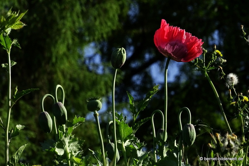 26-05-26-walther-blumenstock-strasse-schlafmohn-003.jpg