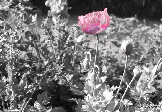 26-05-26-walther-blumenstock-strasse-schlafmohn-001