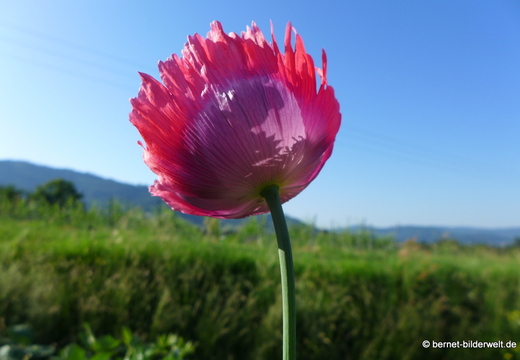 26-05-26-walther-blumenstock-strasse-schlafmohn-011