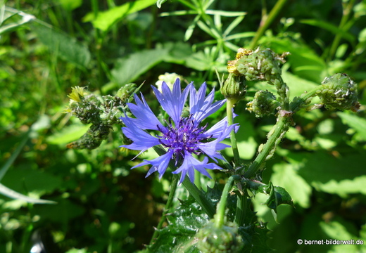 26-05-26-walther-blumenstock-strasse-schlafmohn-034