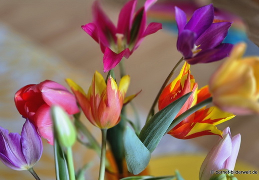 26-04-08-tulpen-selbst gepflueckt-005