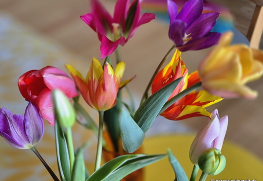 26-04-08-tulpen-selbst gepflueckt-006