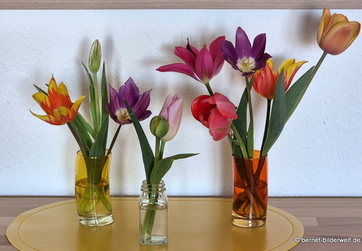 26-04-08-tulpen-selbst gepflueckt-010